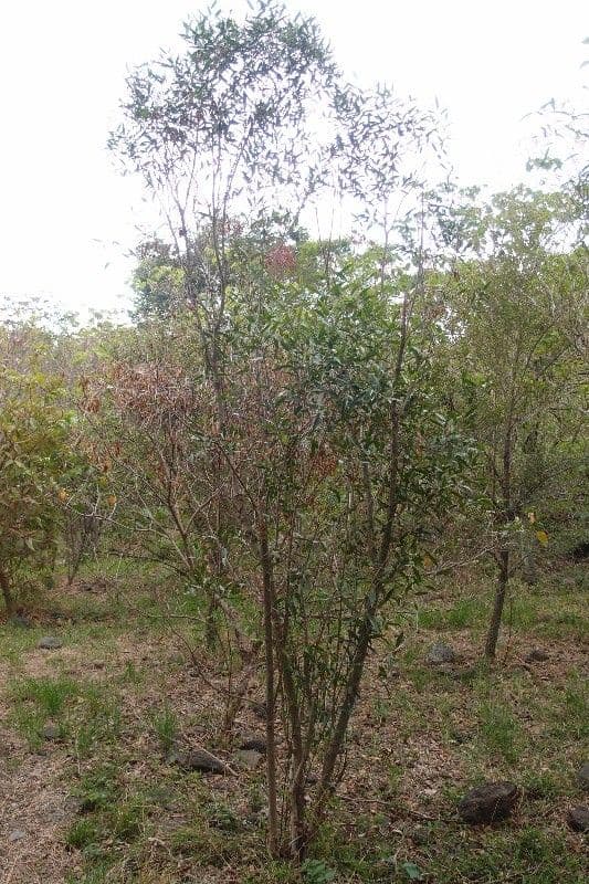 Schmalblättrige Olive 7