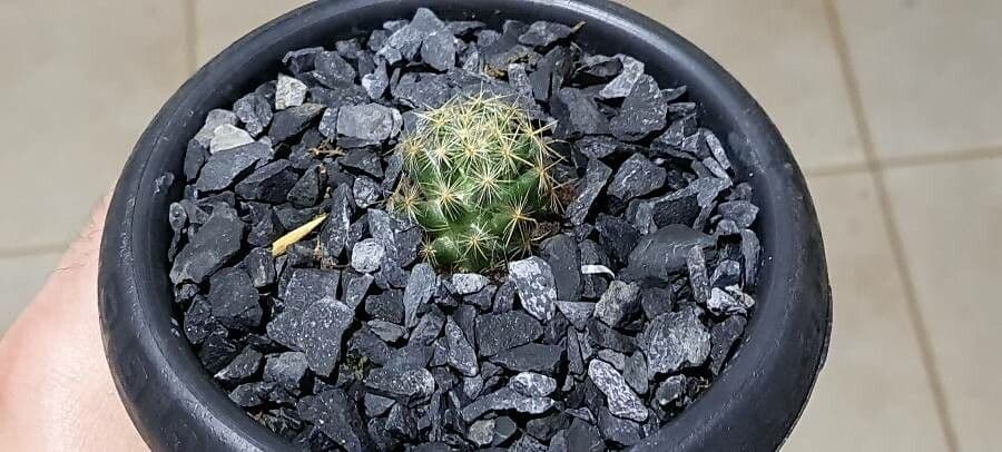 Cactus proliferante 26
