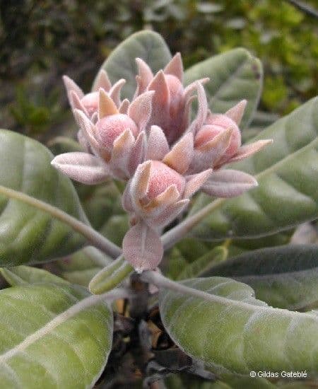 Xanthostemon 11