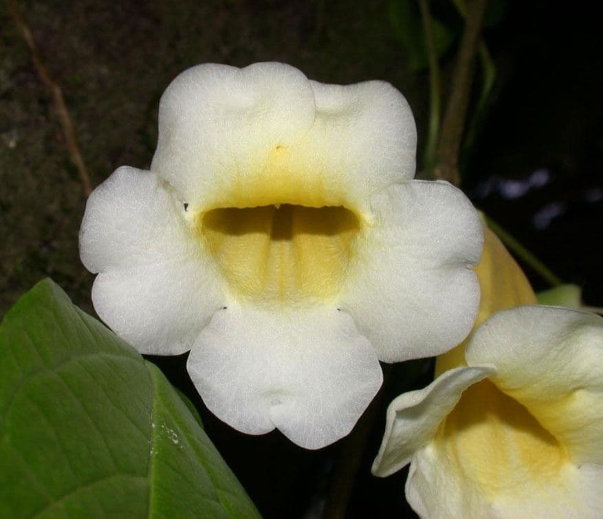 Anemopaegma 8
