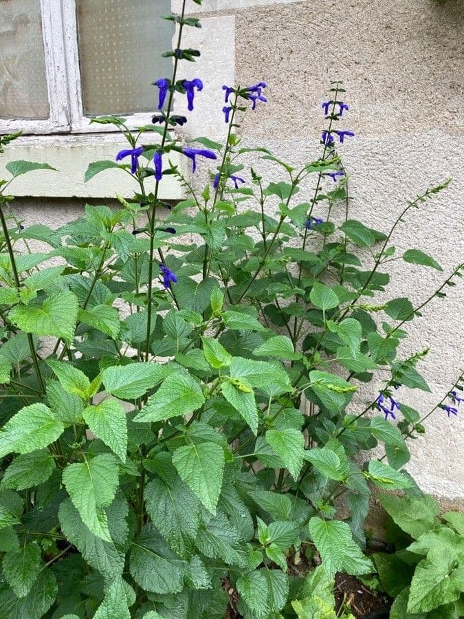 Salvia patens 13