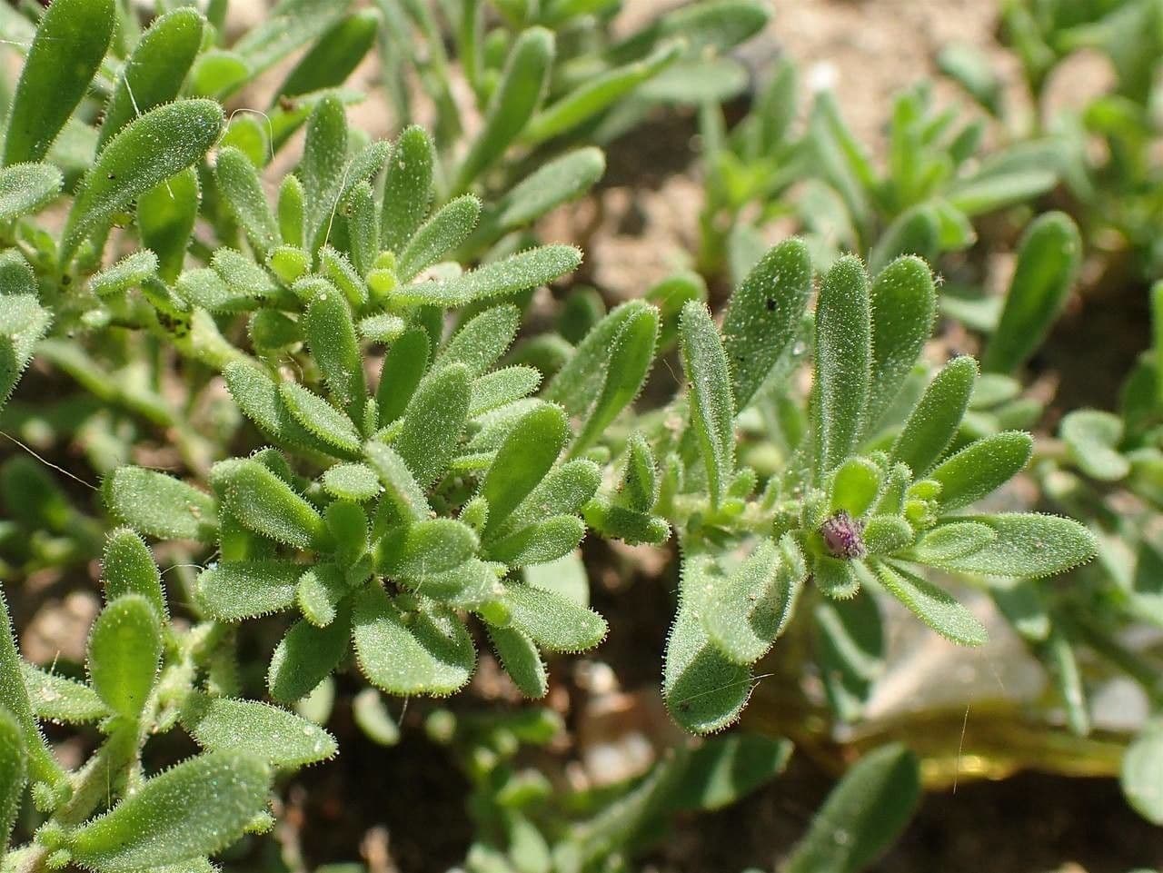 Kleinblütige Kalibrachoa 9