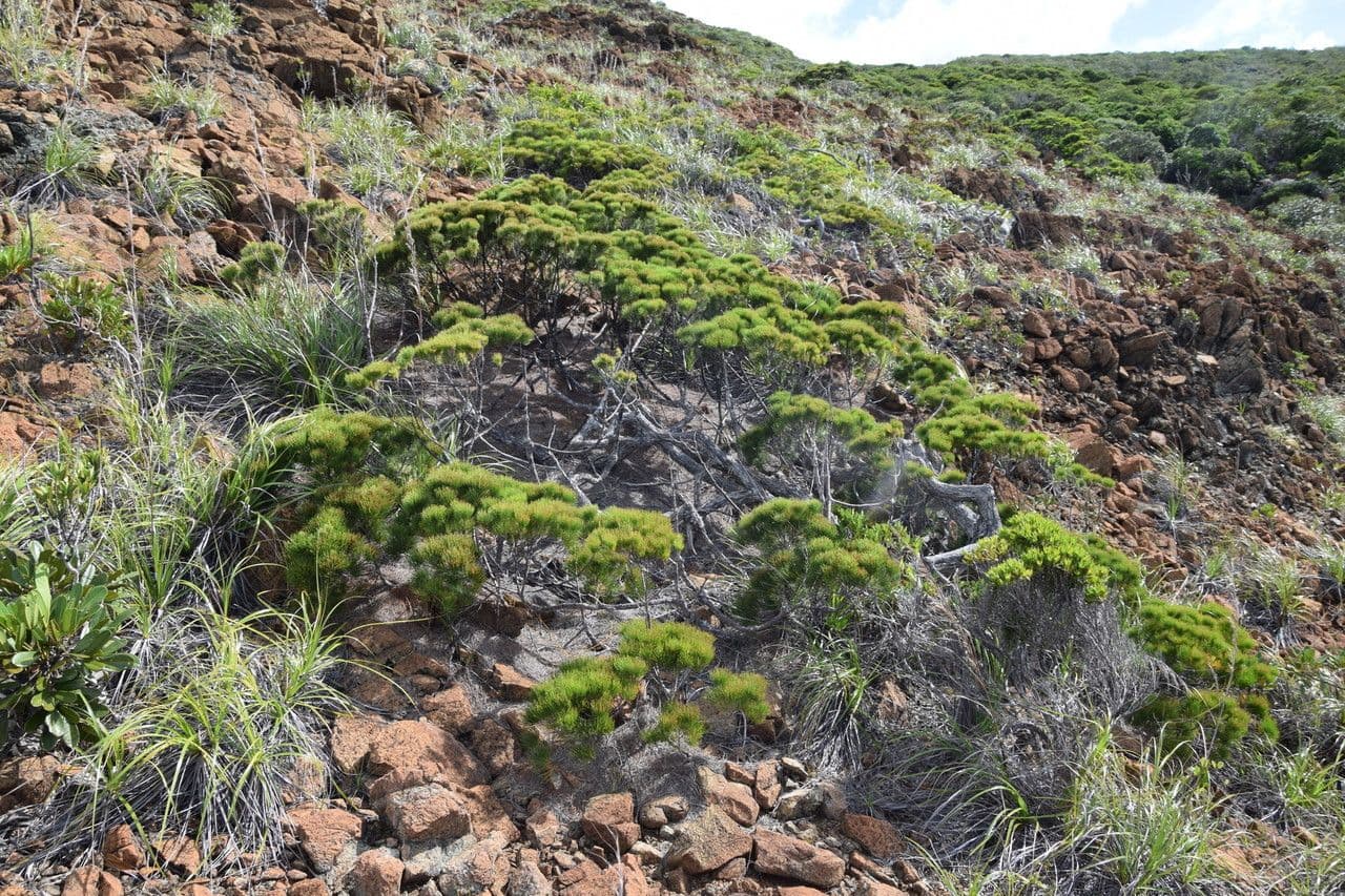 Gymnostoma 3
