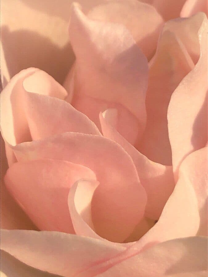 Pouzinii-Rose 7