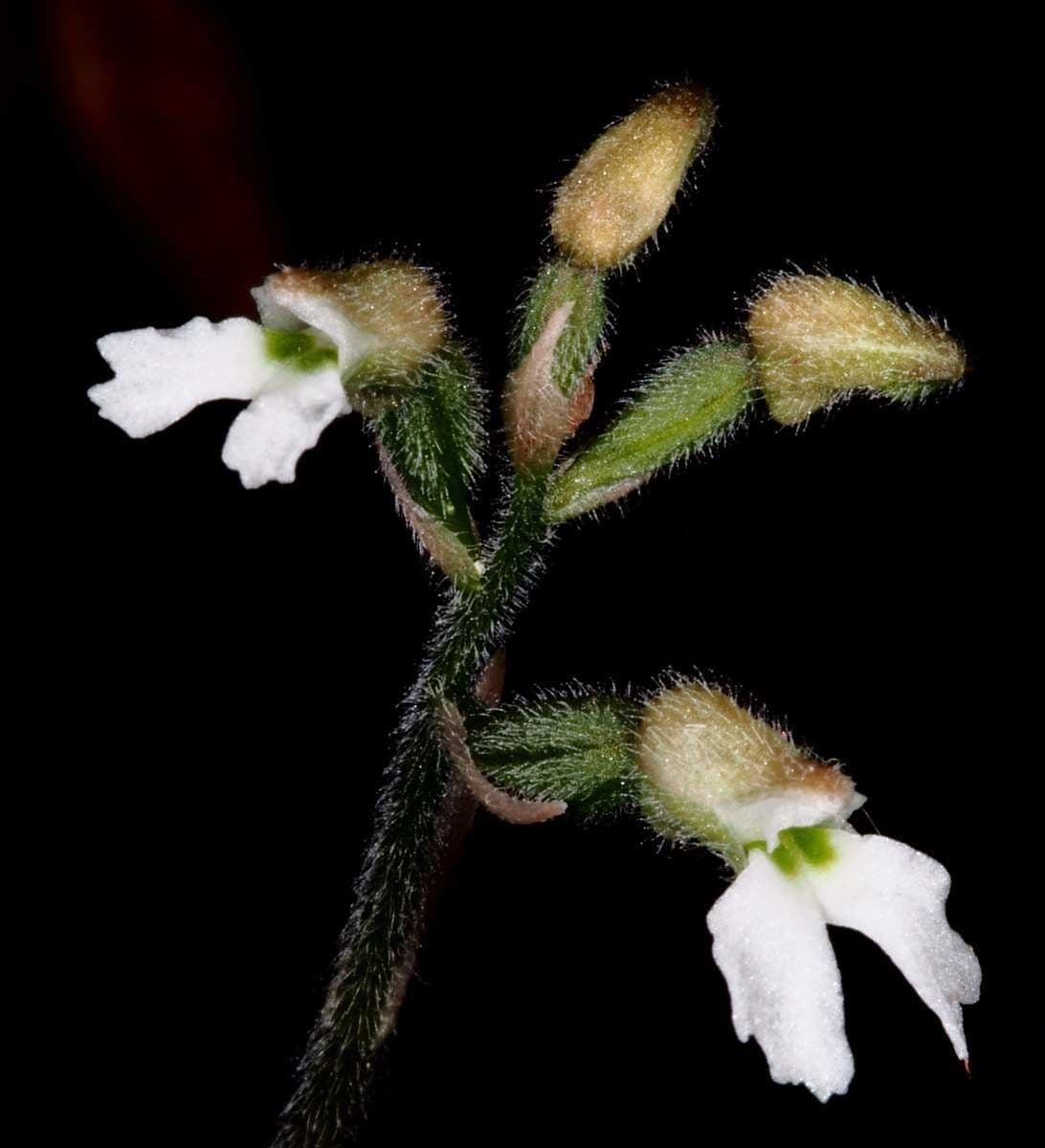 Cheirostylis 3