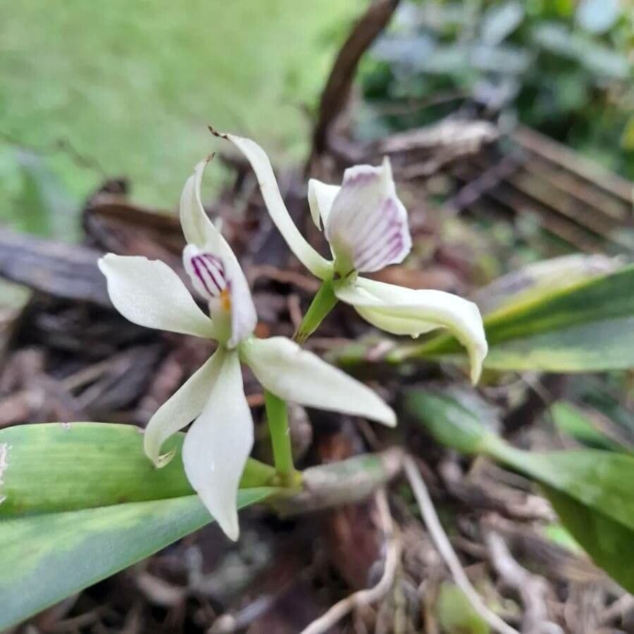 Prosthechea 4