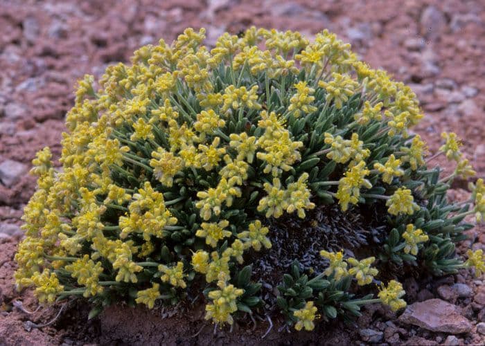 Eriogonum lachnogynum