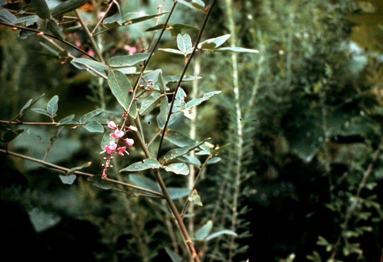 Desmodium glabellum 3