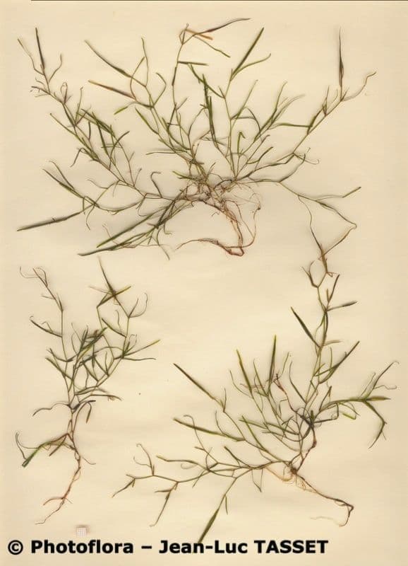 Brasca minima 6