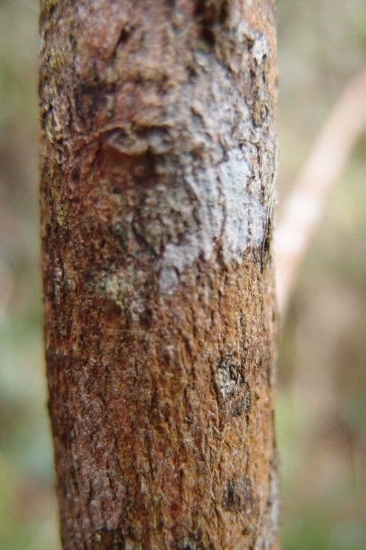 Erythroxylum 16