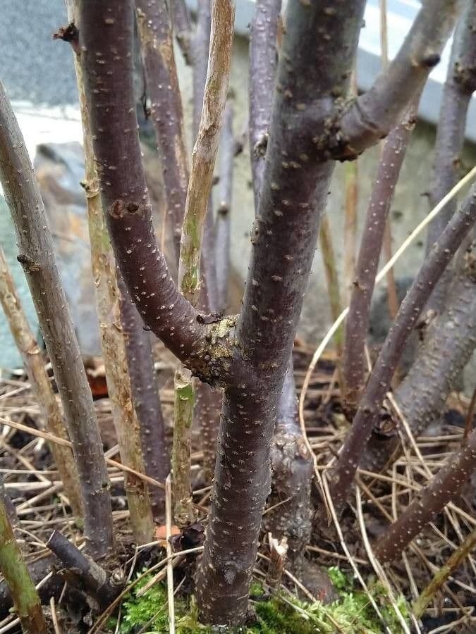 Sorbaria 21