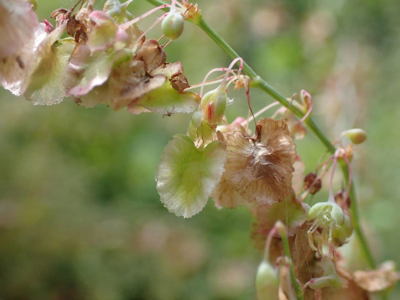 Rumex maderensis 3