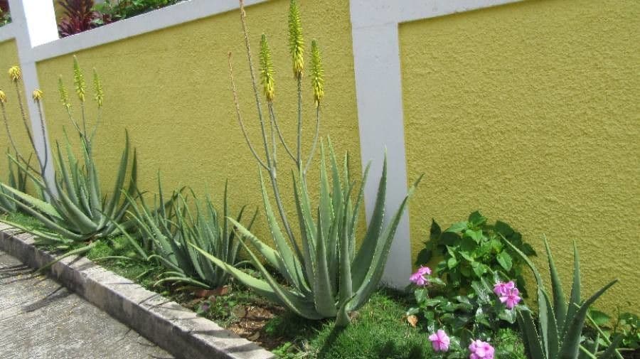 Aloe vera 9