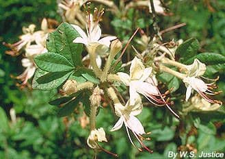 Rododendron 4