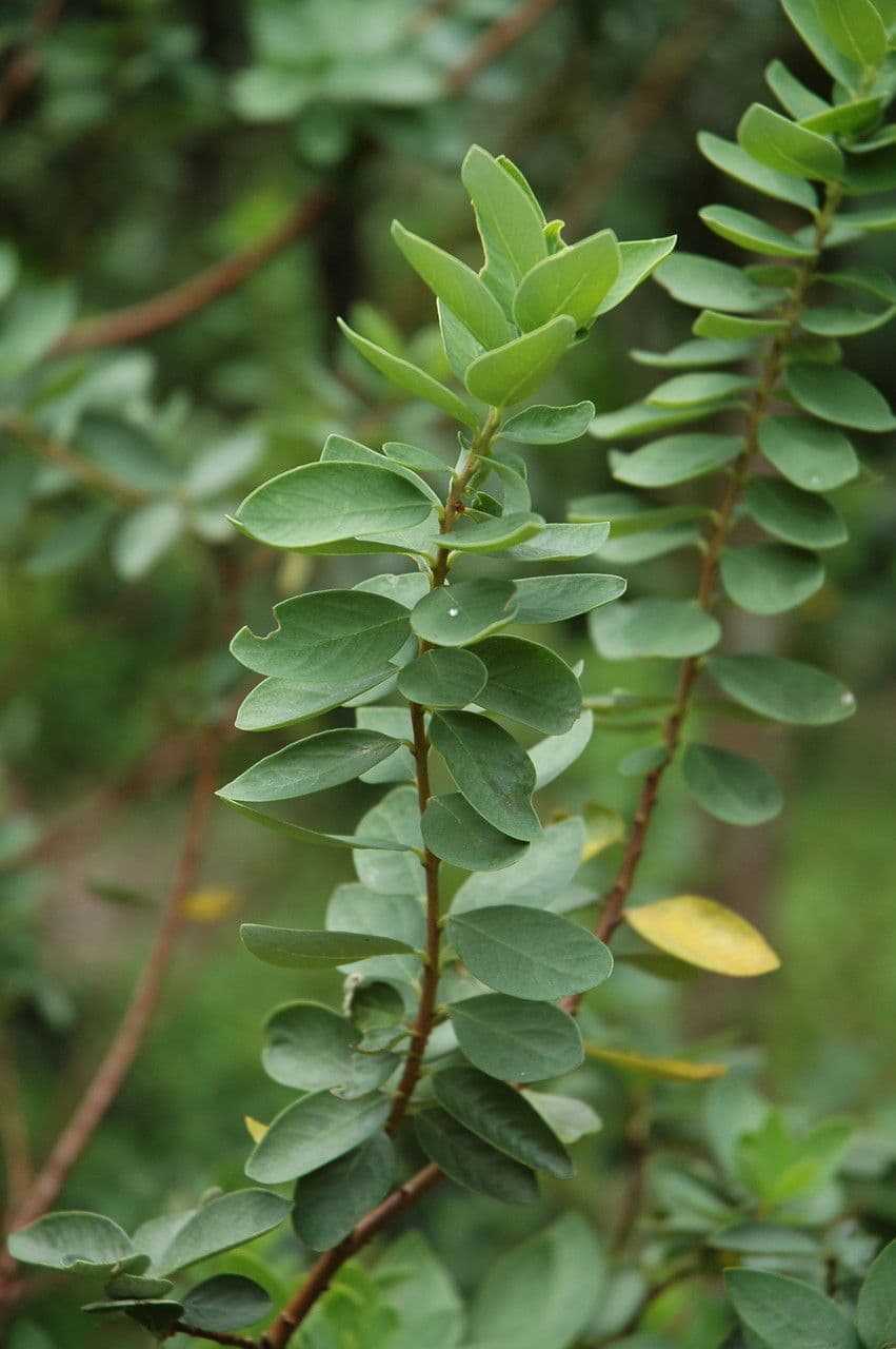 Wikstroemia 2