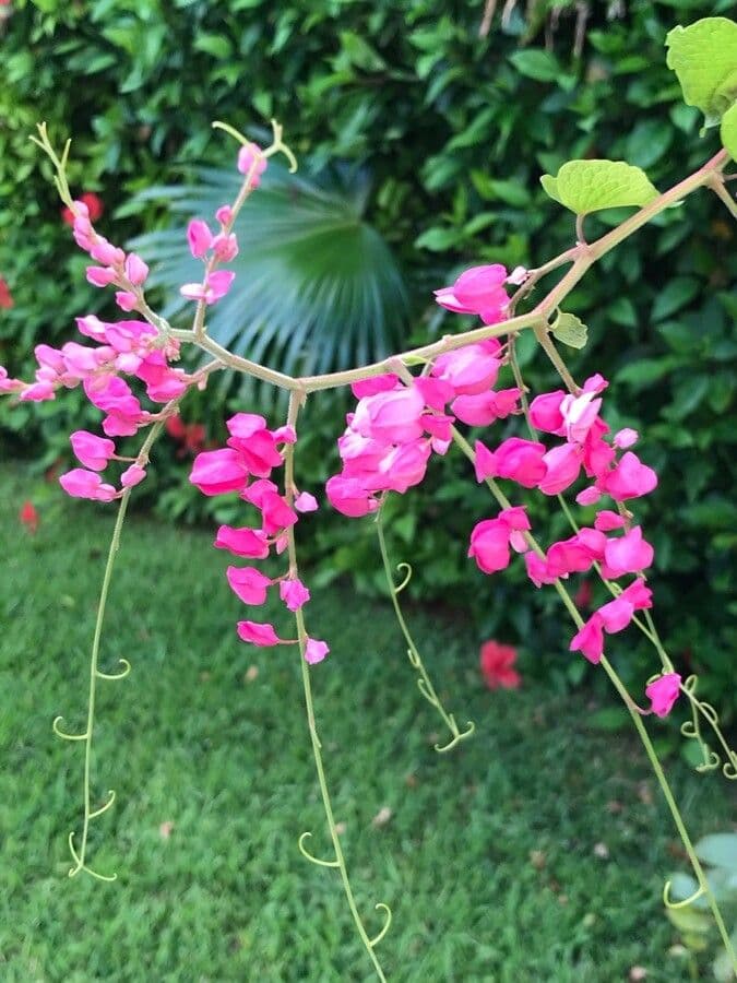 Antigonon leptopus 10