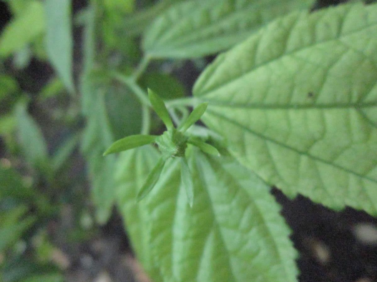 Pavonia spinosa 11