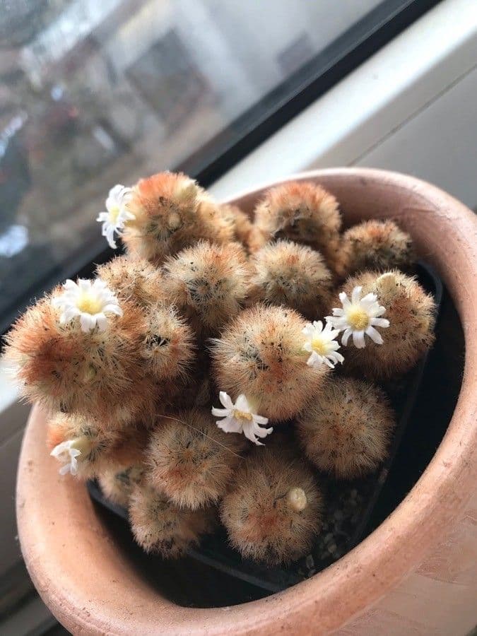 Warzenkaktus 5