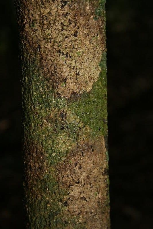 Cupania 6