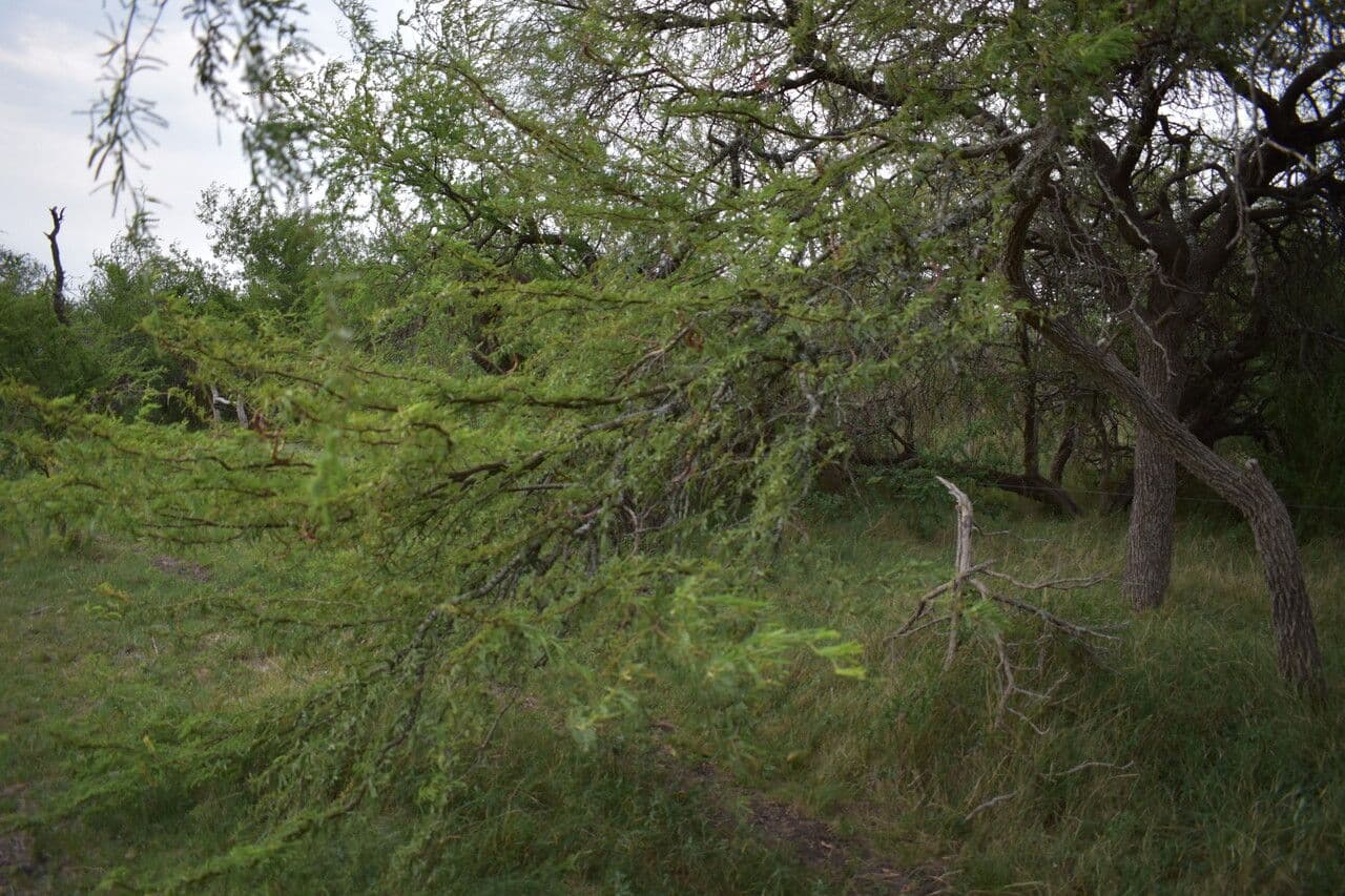 Prosopis affinis 3
