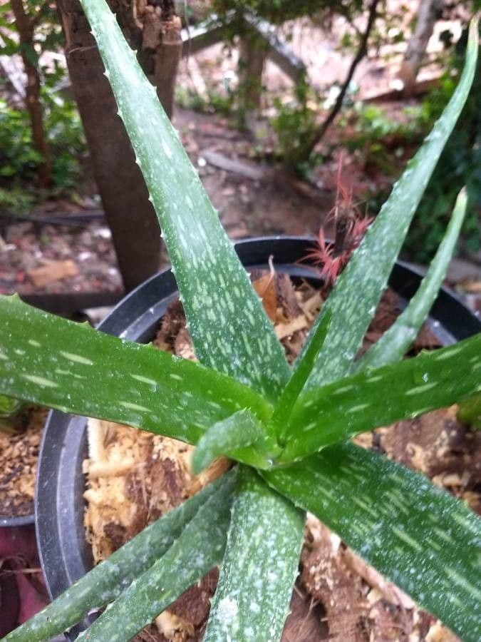 Aloe 7