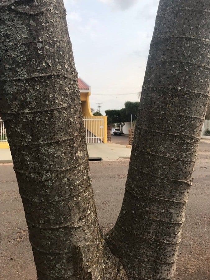 Cecropia 12