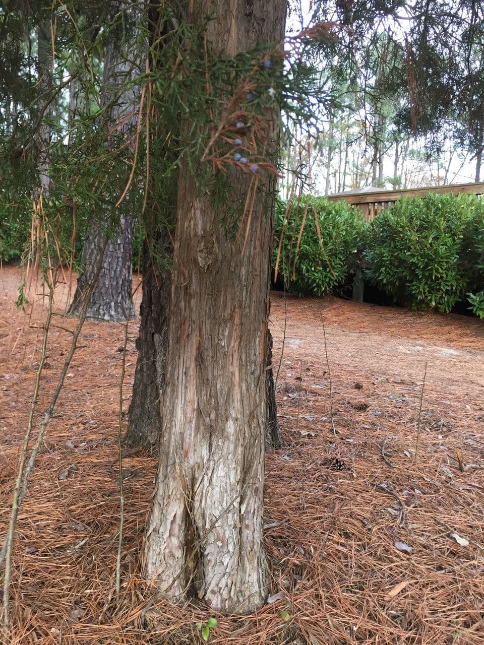 Ginepro della Virginia 23