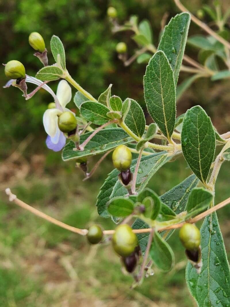 Lantana