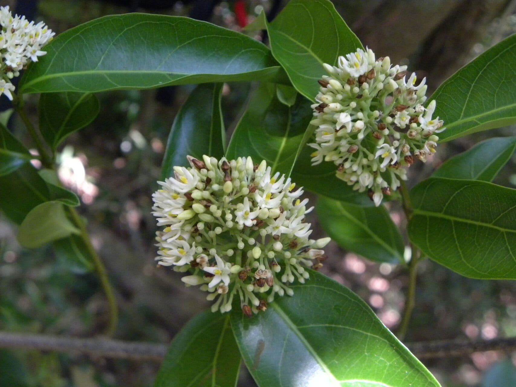 Forsteronia 3
