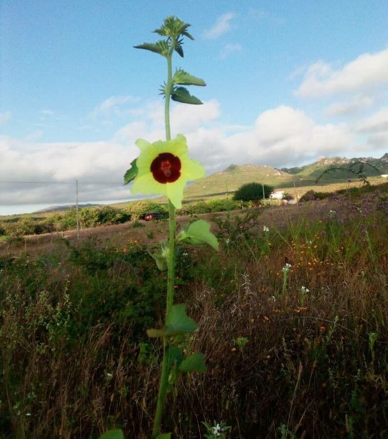 Ibisco vitifoglio 8