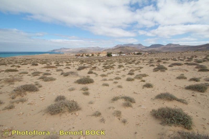 Pulicaria 4