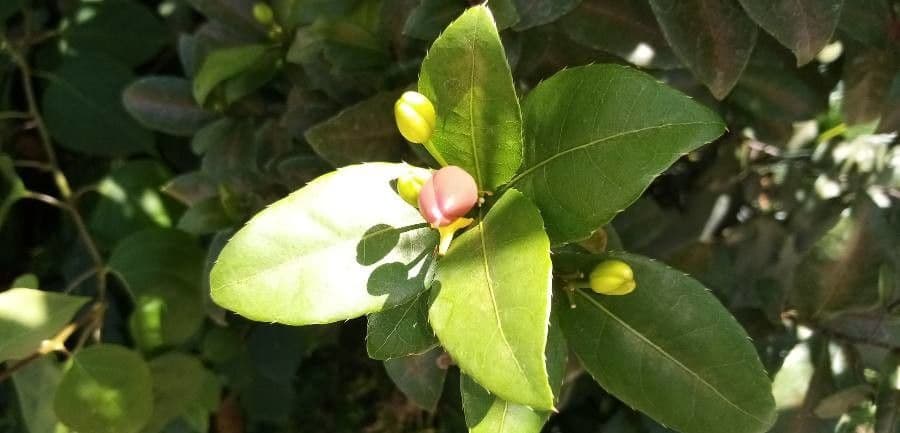 Ochna serrulata 19