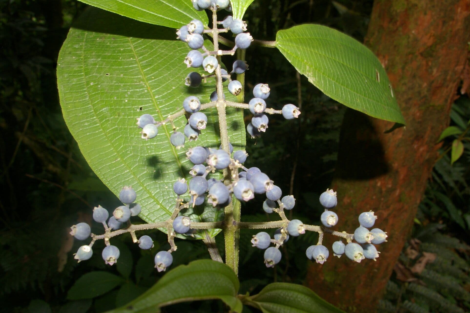 Miconia 10