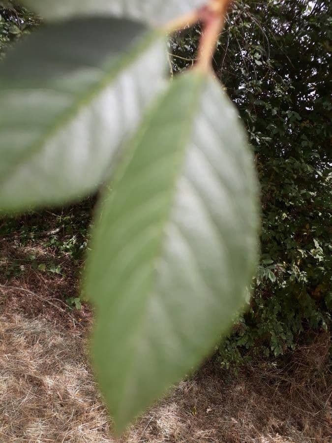Quiina macrophylla 8