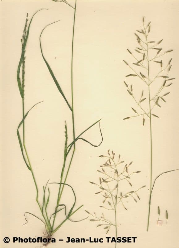Eragrostis di Barrelier 10