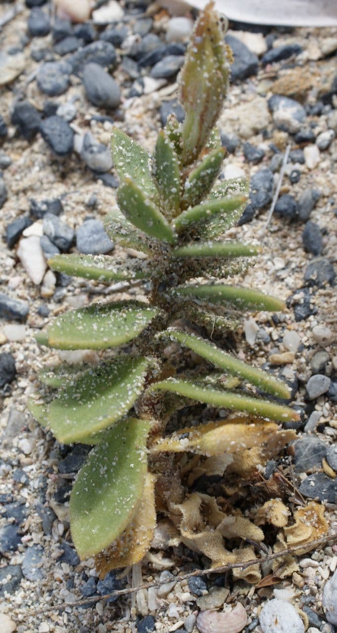 Silene 10