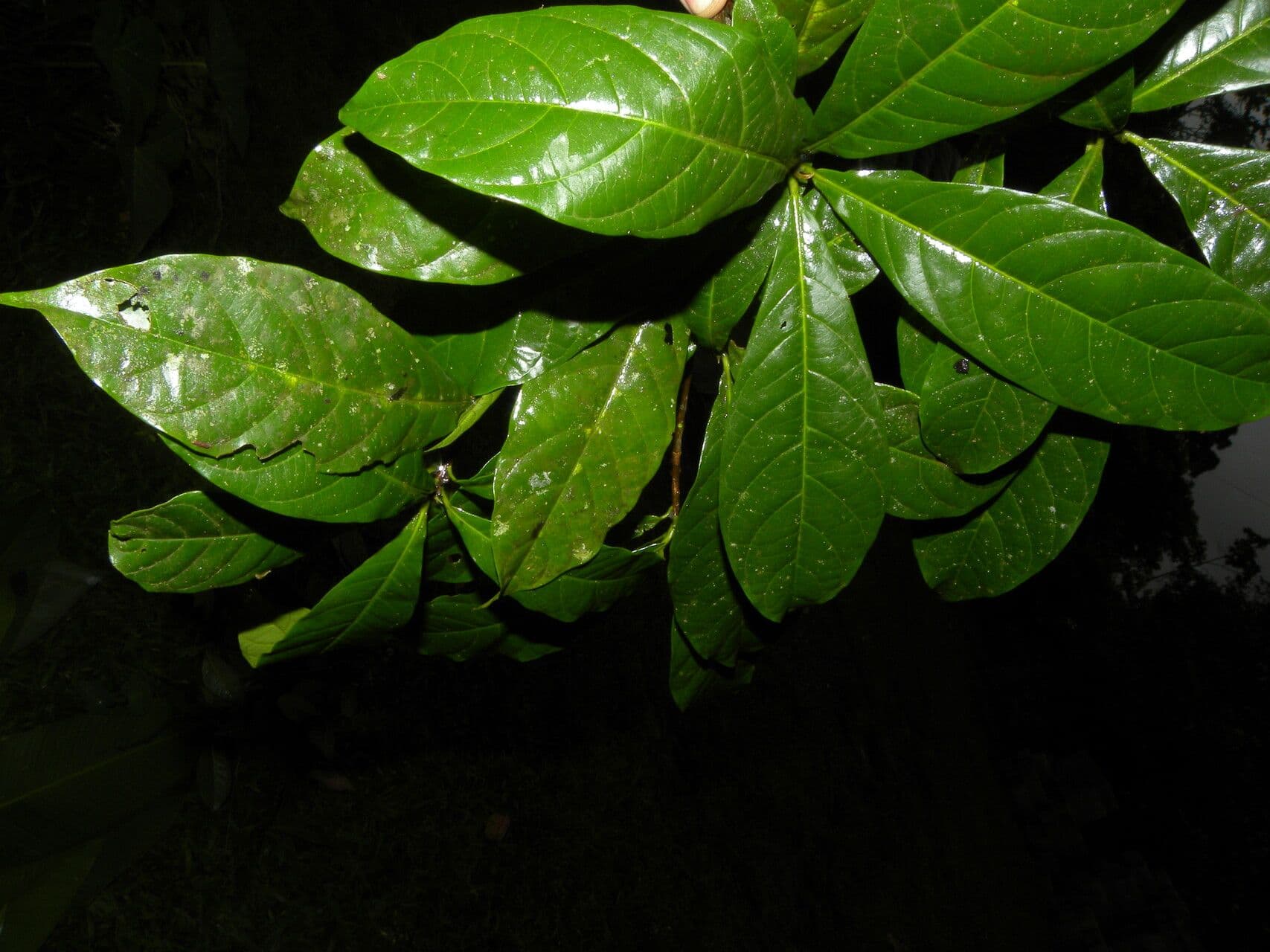Sideroxylon 2