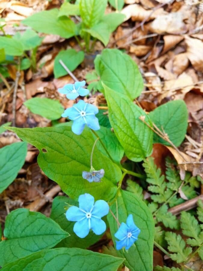 Omphalodes verna 18