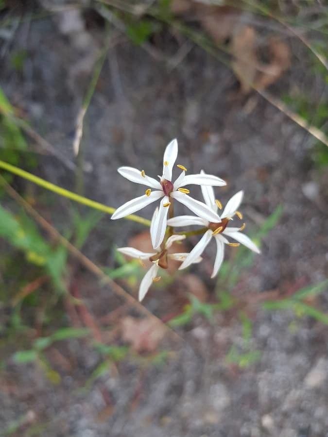 Burchardia bairdiae