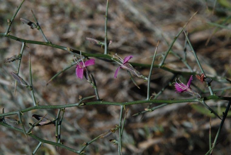 Pleiacanthus spinosus 10