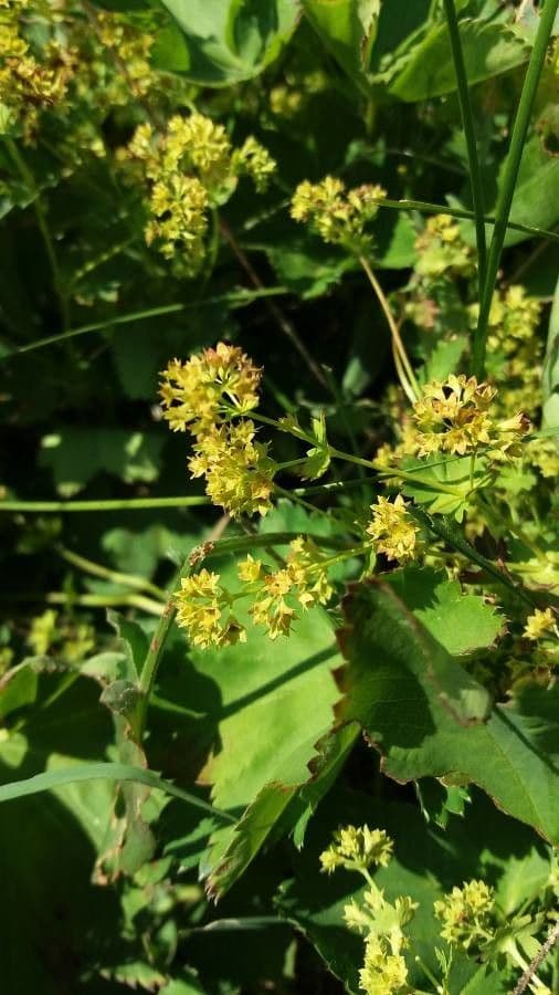 Alchemilla glabra 11