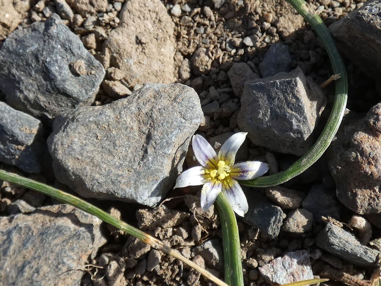 Romulea 15