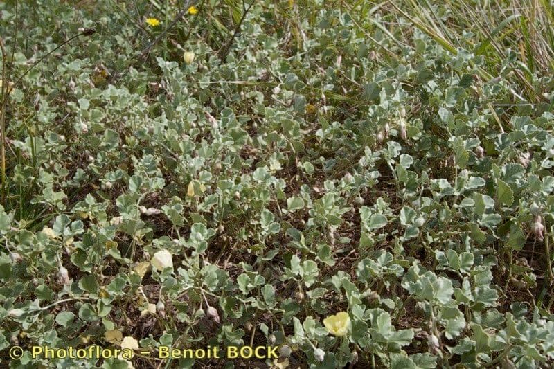 Malvella leprosa 22