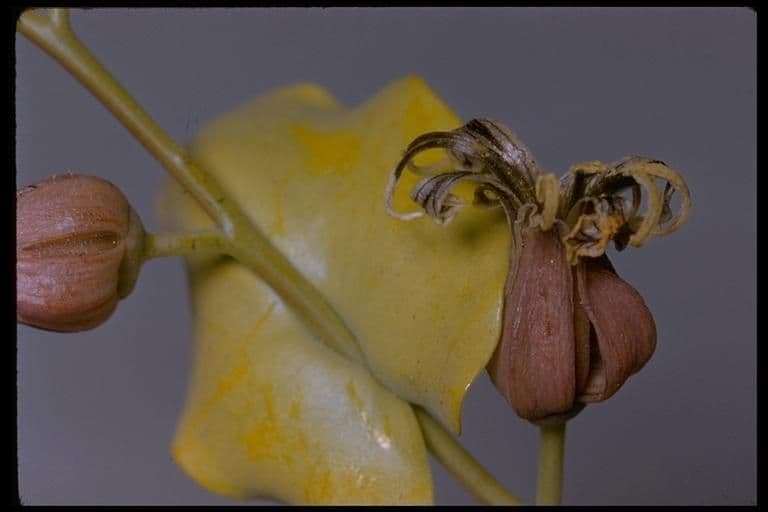 Streptanthus tortuosus 9