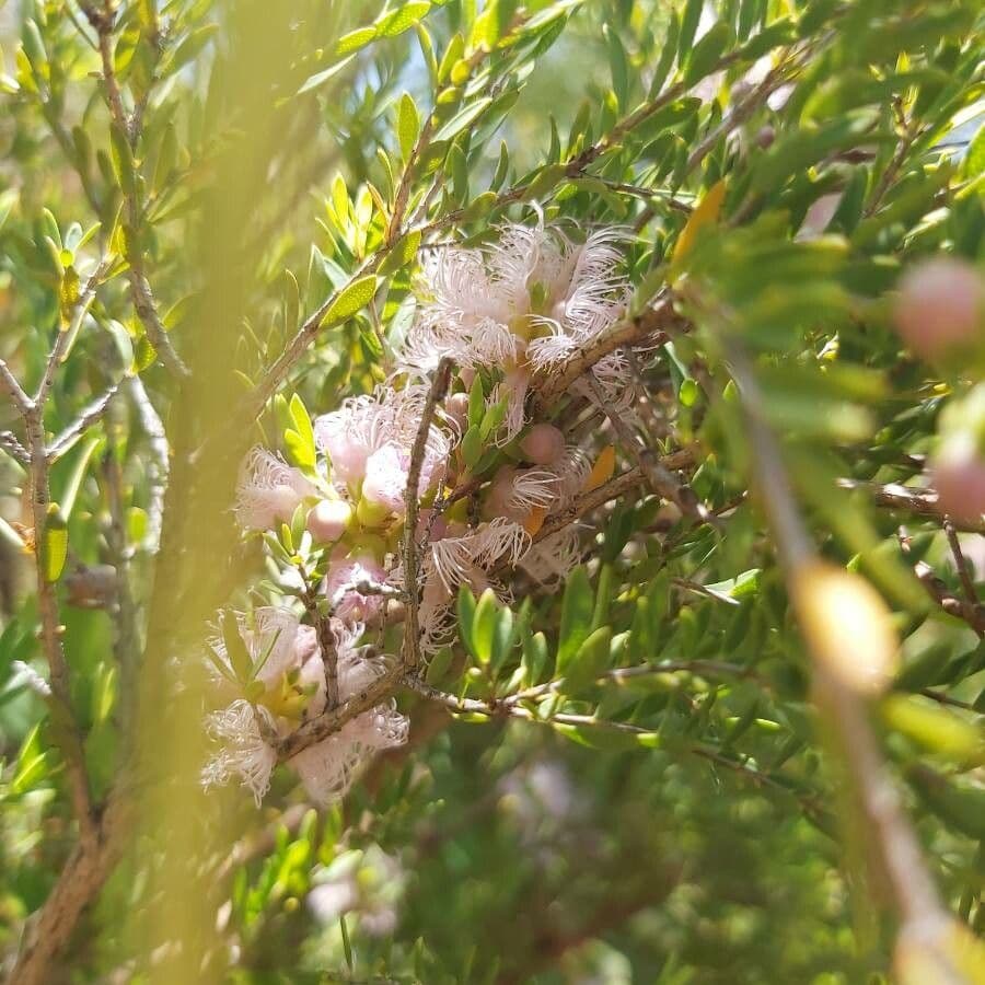 Melaleuca timo 3