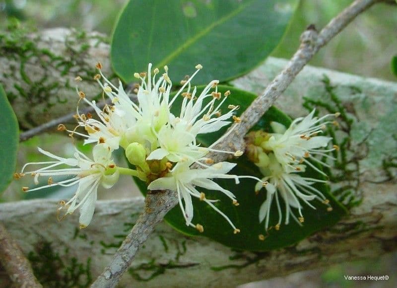 Cynometra ramiflora 3