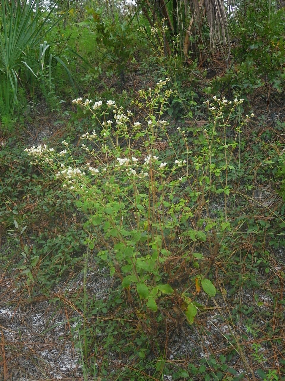 Eriogonum 5