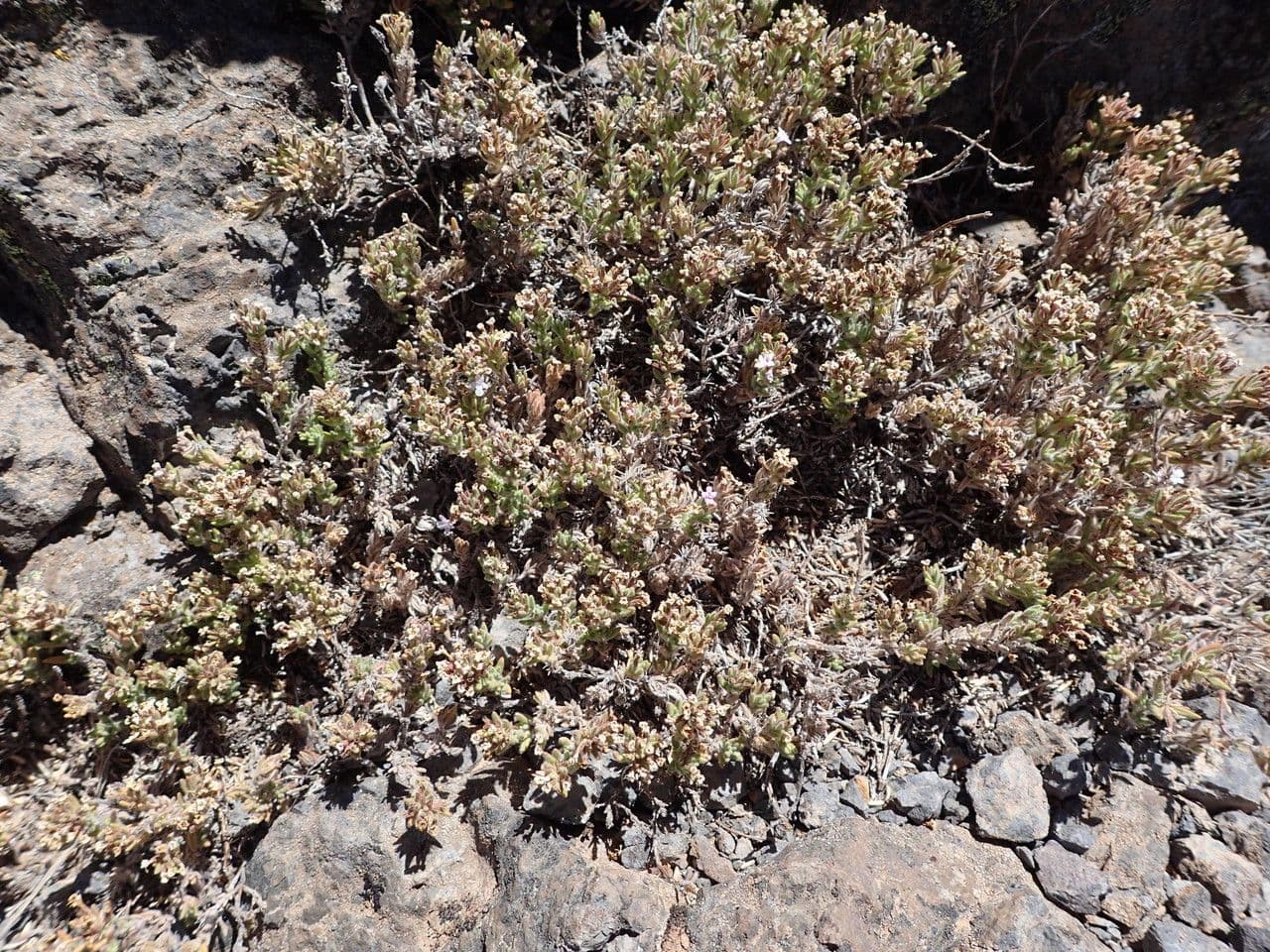Micromeria 6