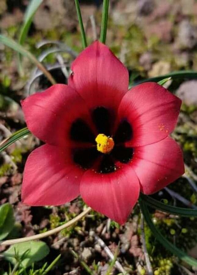 Romulea 2