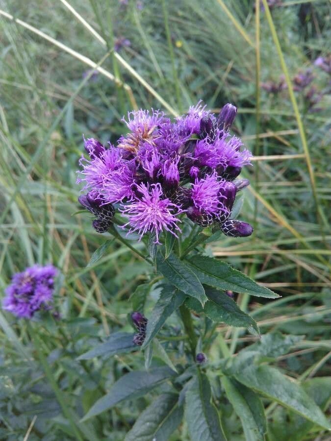 Serratula comune 9
